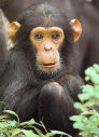 baby chimp