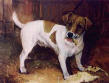 jack russel